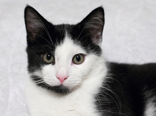 Cute Black & White Cat