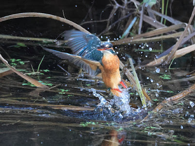 カワセミの水面飛出し5-1/3黒目川Canon EOS R7にて撮影