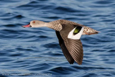 Cape Teal Duck in Flight- Woodbridge Island / Cape Town