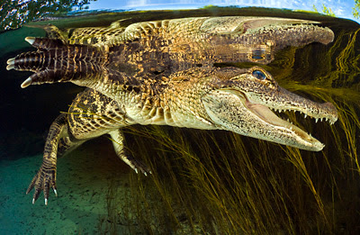 strobistgator