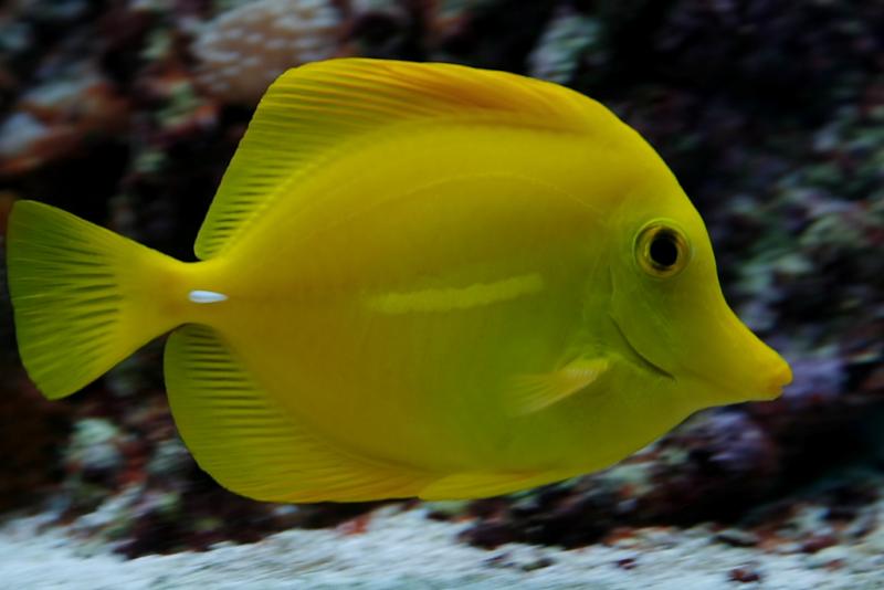 50 Jenis Ikan Hias Air Laut Dan Ciri Cirinya Terbaik