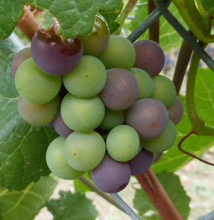 A cluster of green and red grapes