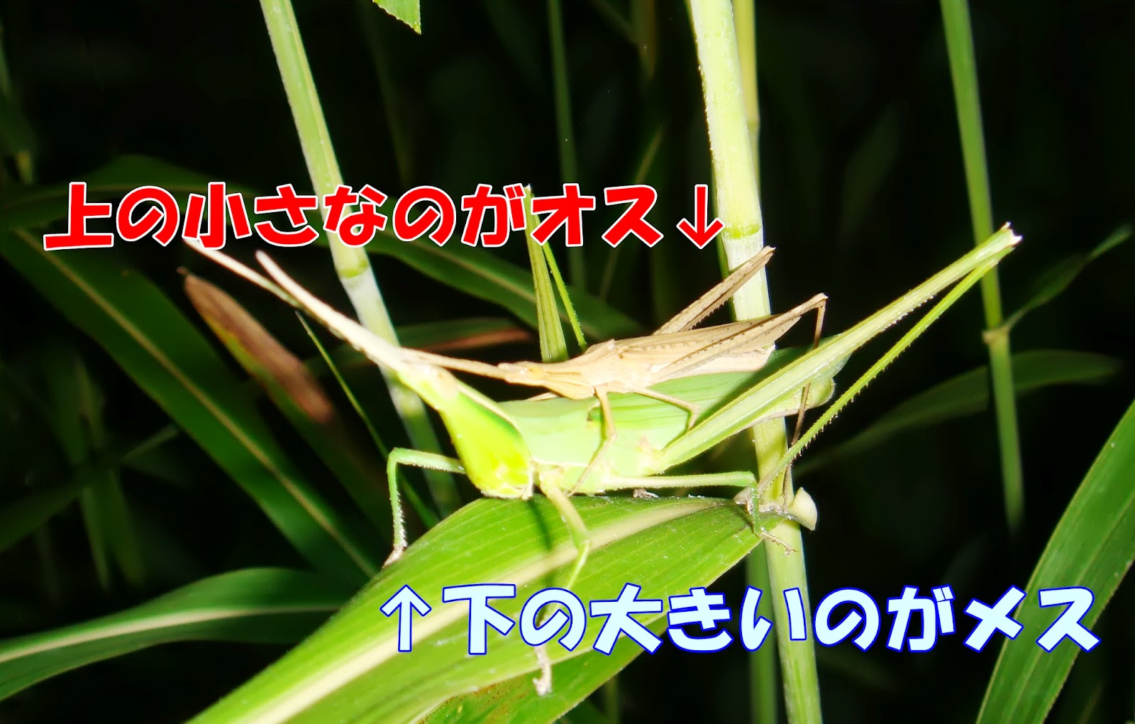 自然とあそぶ 鳴く虫図鑑 バッタ キリギリス コオロギ類