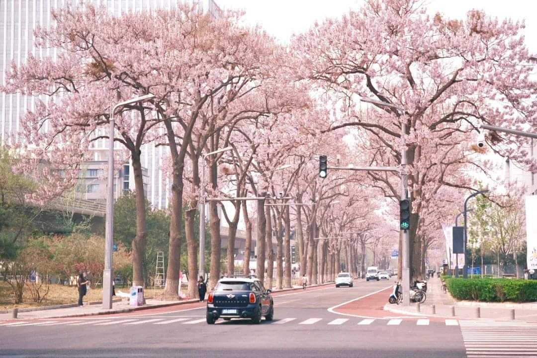 Beijing E-Town in Spring: A Blend of Nature, Progress, and Festivities