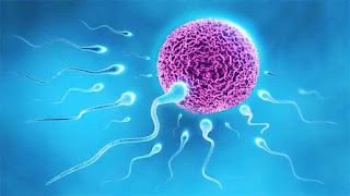 http://cyprusivfcentre.co.uk/sperm-donation