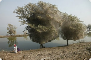 Los árboles de tela de araña y la telaraña más grande del mundo.