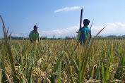 Memasuki Musim Pancaroba, Petani Harus Waspadai Serangan Hama