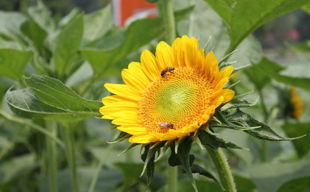 Sunflower Pictures