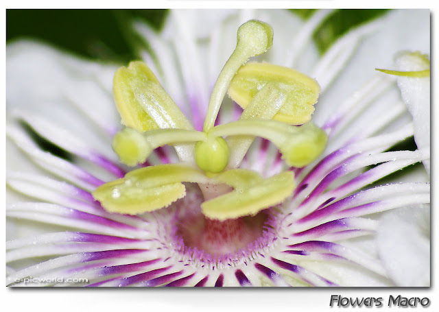 Flowers macro pictures