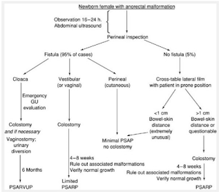 gambar algoritma penatalaksanaan atresia ani pada bayi perempuan