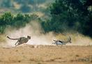 10 Days Aberdares /Samburu/Lake Nakuru/Maasai Mara/ Naivasha/ Amboseli Lodge Safari