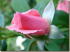 bud