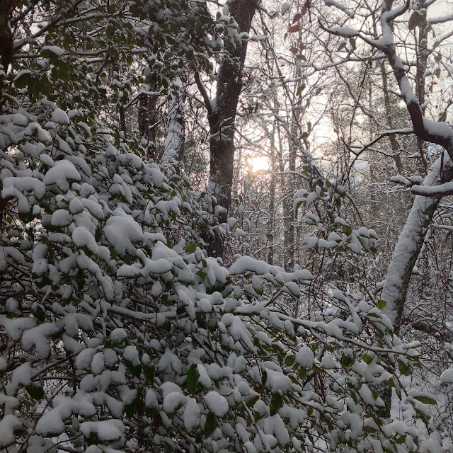 snow, sun, forest, Peach County, Georgia