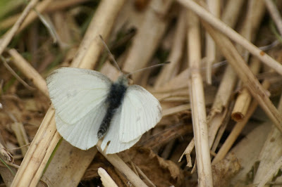 Boswitje - Boskwytflinterke - Leptidea sinapis