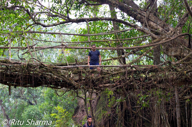 Living Root Bridge, Shillong