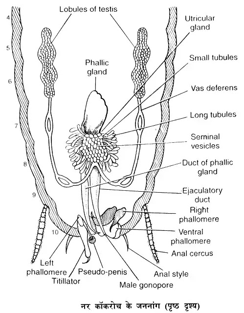 नर कॉकरोच के जननांग (Reproductive Organs of Male Cockroach)|hindi