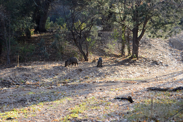 pigs in the spring area