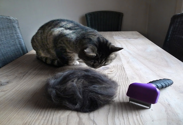 Cat Shedding