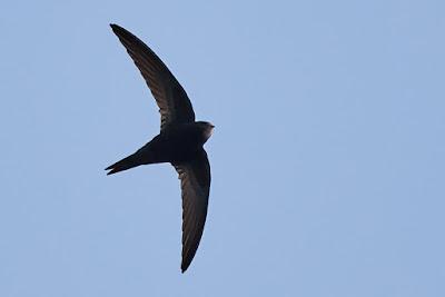 Sarlósfecske, Common Swift, Mauersegler, Apus apus