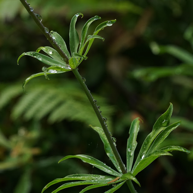 Лилия краснеющая (Lilium rubescens)