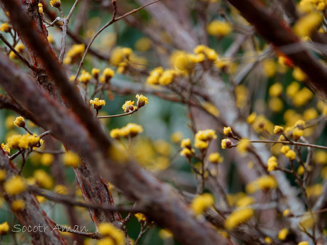 Cornus officinalis