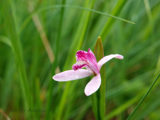 Pogonia japonica