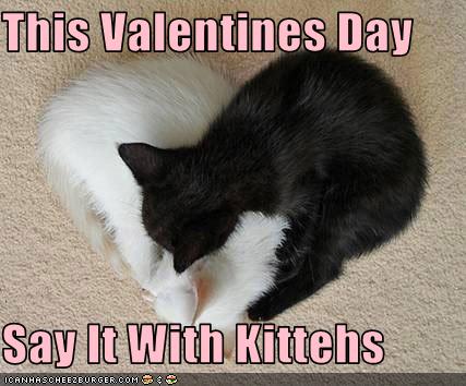 Valentines Day Funny Pictures. Happy Valentines Day: Lolcats