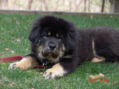 Tibetan Mastiff