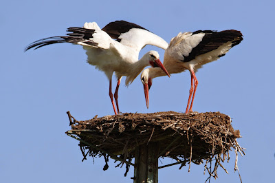 Ooievaar - Earrebarre - Ciconia ciconia