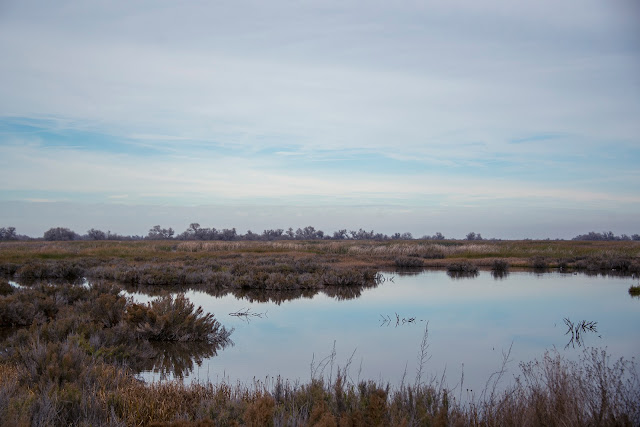 Ruddy ducks, ducks, nature, wildlife, birds, birding, photography, travel, California