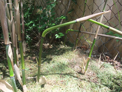 bamboo insect damage, ants, kill plant