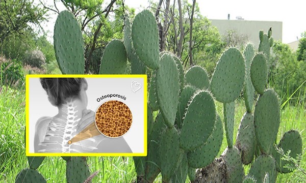 ¿Qué alimento evitaría la osteoporosis en mexicanas?