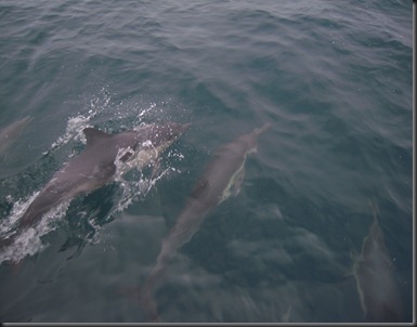 2010-08-WhaleWatch03