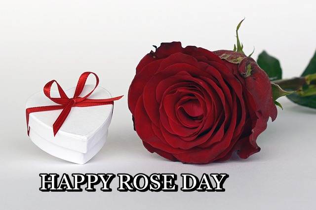 HAPPY ROSE DAY, ROSE DAY, ROSE DAY IMAGES DOWNLOAD