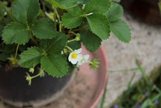 jenis pohon stroberi