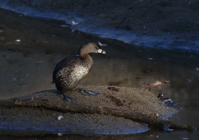 Pied-billed Grebe low key