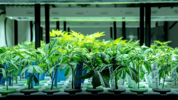 The Ministry of Health has granted a licence to Helius Therapeutics to cultivate cannabis plant varieties for use in the research and development of therapeutics.