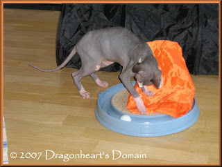 Dragonheart playing with his trackball