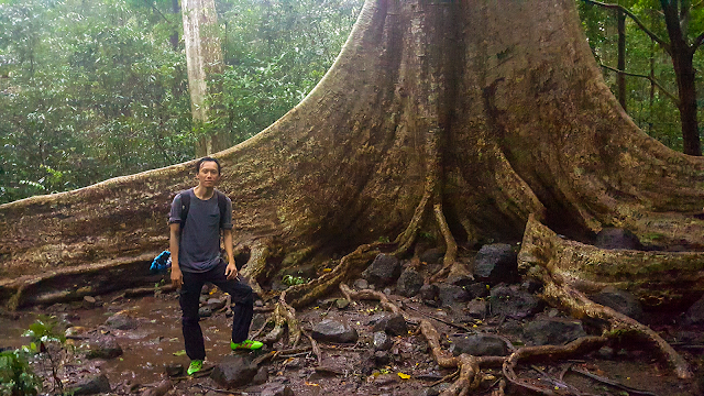 Cây Tung Cổ Thụ trong rừng Nam Cát Tiên