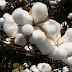 cotton cultivation