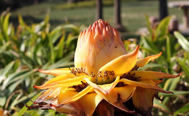 Chinese Yellow Banana Flowers Pictures