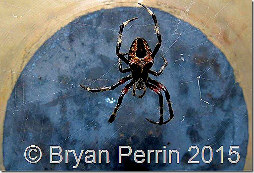 where has the summer spider gong?
