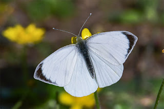mariposa-blanca-de-la-col-pieris-brassicae-macho-