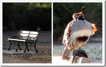 Gambel's quail