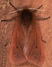 Ruby Tiger, Phragmatobia fuliginosa fuliginosa.  Hayes, 14 September 2014.