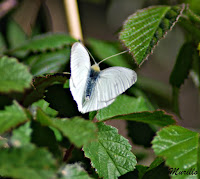 Mariposa de la col blanca