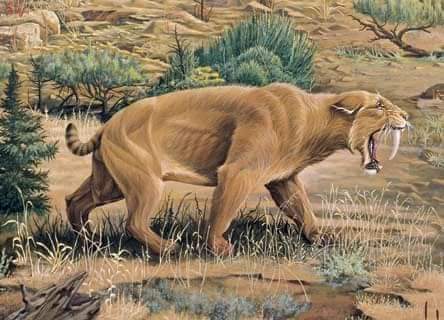 About 2.5 million years ago 'Sabre-toothed tiger'