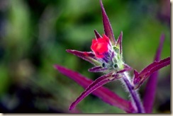 flor 4