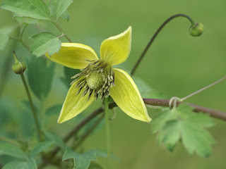 Clématite du Tibet - Clematis tibetana