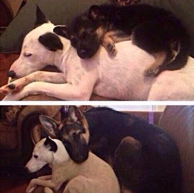 Cute dogs - part 47 (50 pics), funny dog pictures, adorable dogs, dog photos